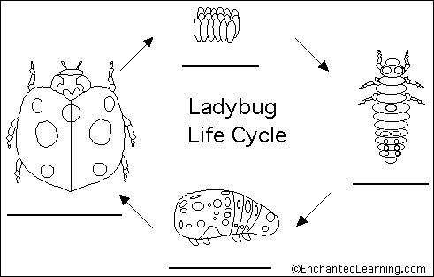 Life Cycles Complete And Incomplete Metamorphosis Interactive Worksheet By Erica Rodriguez Wizer Me