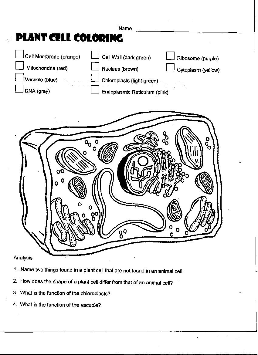 All About Cells Interactive Worksheet By Samantha Fecich Wizer Me