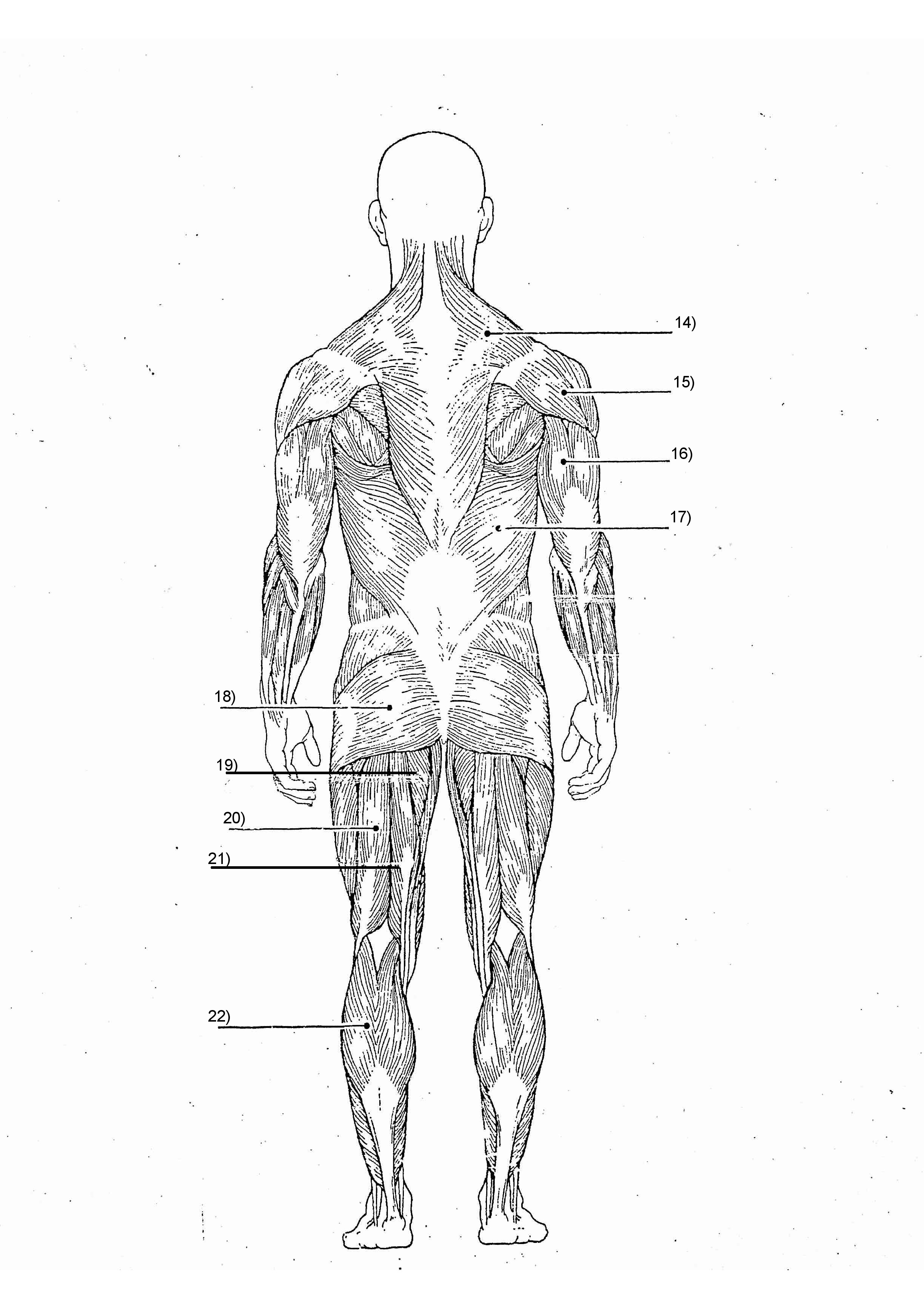 Body diagram. Мышцы раскраска анатомия. Мышцы человека раскраска. Мышечная система человека раскраска. Мышцы человека раскраска для детей.