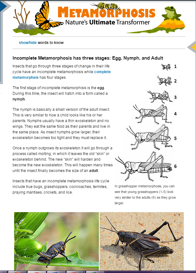 copy-of-life-cycles-complete-and-incomplete-metamorphosis-interactive