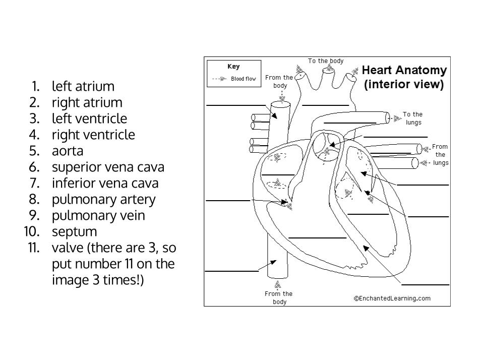 35 Circulatory System Worksheet Answers - combining like terms worksheet