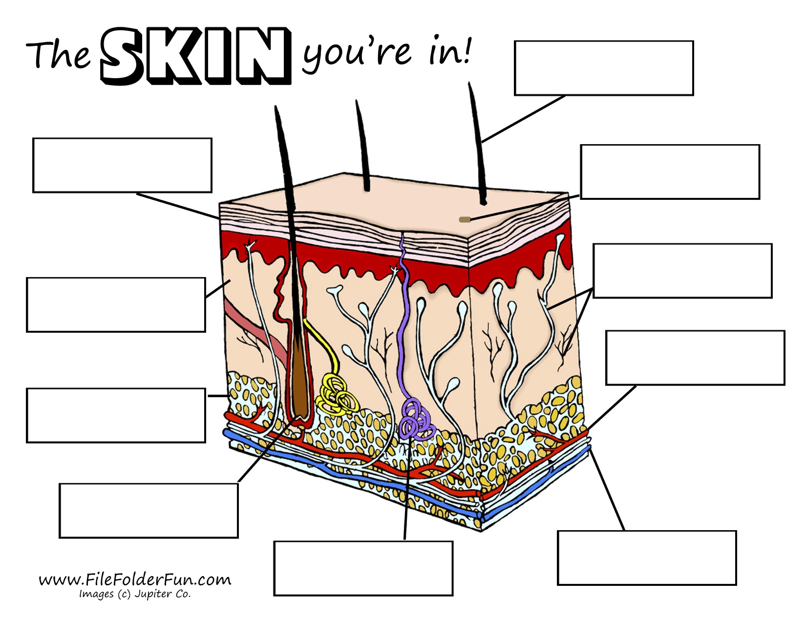 Printable Skin Diagram Blank Printable Blank World