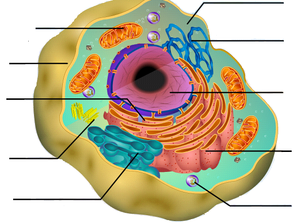 Cells and their organelles | Interactive Worksheet by Maree Timms