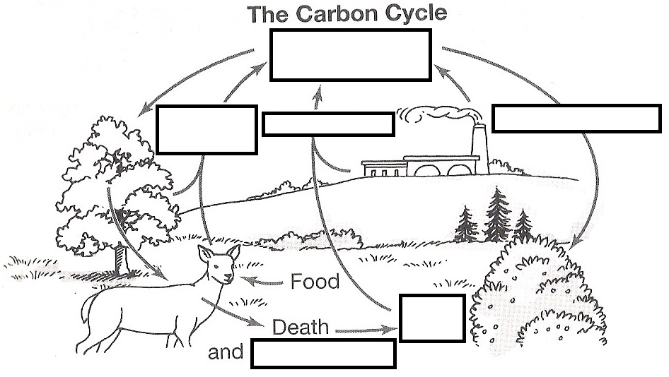 The Carbon Cycle Interactive Worksheet By Sarah Wirt Wizer Me