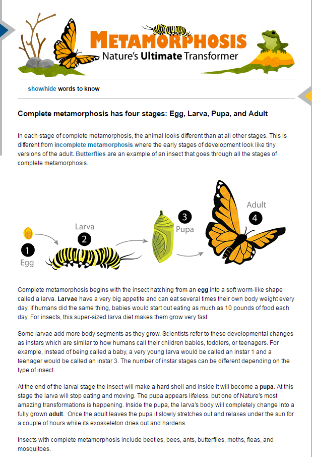 Life Cycles Complete And Incomplete Metamorphosis Interactive Worksheet By Erica Rodriguez Wizer Me