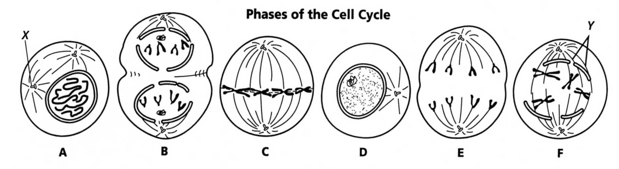 Mitosis Worksheet Interactive Worksheet Wizer.me