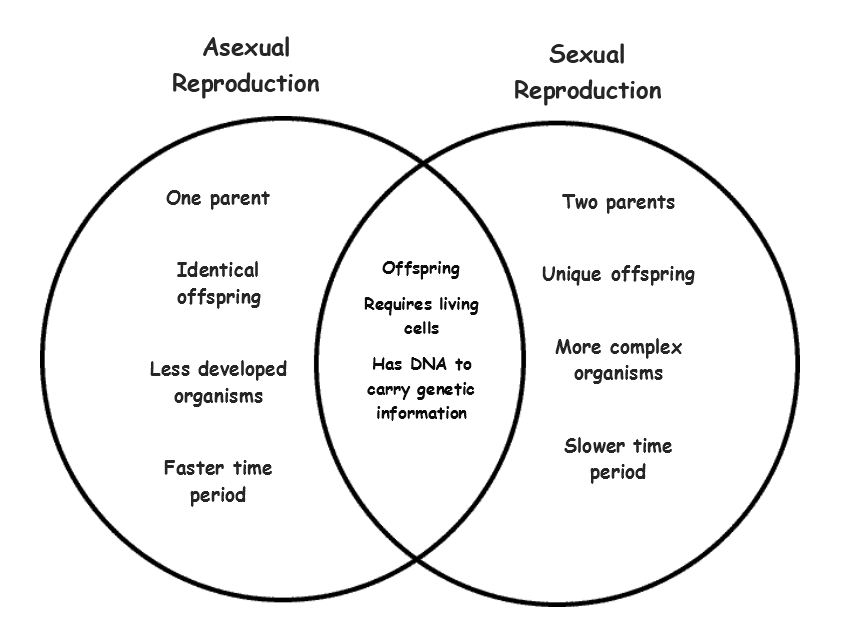 Asexual And Sexual Reproduction Interactive Worksheet By Caitlin Ivey 9406