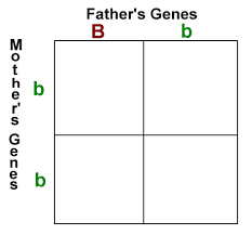 Punnett Square Practice Problems Interactive Worksheet By David Cowan Wizer Me