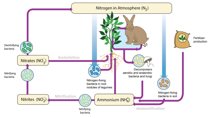 The Nitrogen Cycle Interactive Worksheet By Sandy Parks Wizer Me