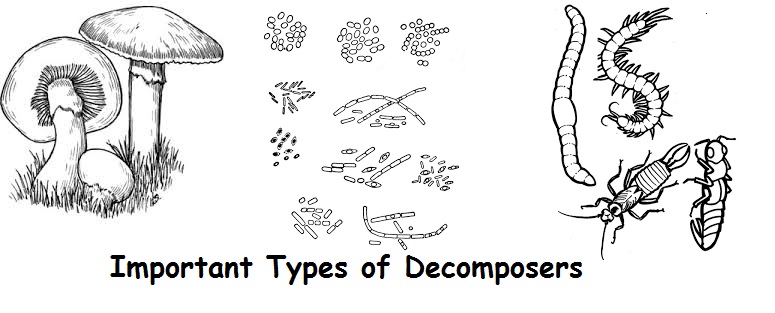 decomposers-interactive-worksheet-by-mary-herrmann-wizer-me