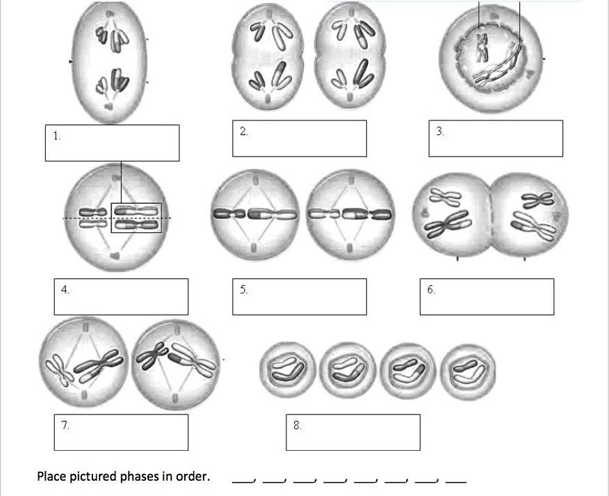 Митоз слизней. Meiosis 2. Meiosis 1. Схема митоза и мейоза. Фазы митоза и мейоза рисунки.