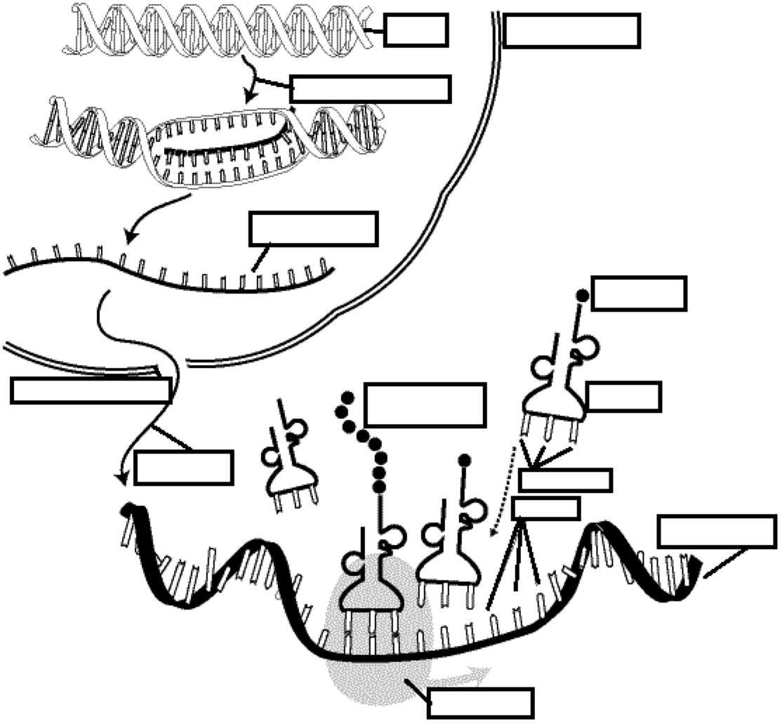 DNA, RNA, Proteins Review  Interactive Worksheet by Roy Hill Throughout Dna Transcription And Translation Worksheet