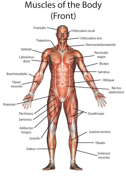 The Muscular System Interactive Worksheet By Addy Baker Wizer Me