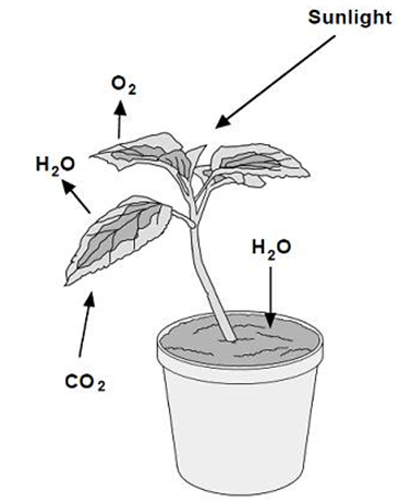 Carbon dioxide oxygen cycle worksheet