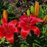 Cranbrook Garden Club hosts 16th Open Garden Day