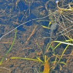 Tadpole metamorphosis