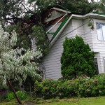 Residents responsible for trees on private property, city says