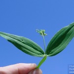 Poisonous Peavine invader