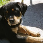 Residents reminded to have dogs licensed: City Bylaw Services