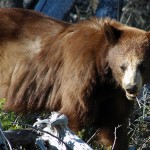 Elkford Council News
