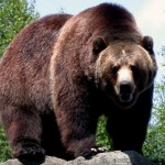 Whitebark Pine plays vital role in forest and bear health