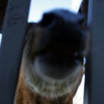 Residents reminded Deer Feeding Prohibition Bylaw in effect