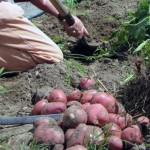 Public Produce Garden Potato Picking Party Sunday