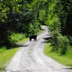 Be Bear Smart