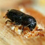 Beyond the beetle