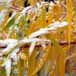 Snowfall warning issued by Environment Canada