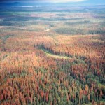 Forest Minister on beetle action plan