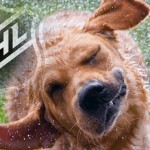 NHL fosters sense of entitlement
