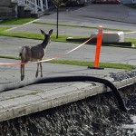 A different approach to the ‘deer problem’