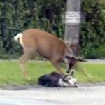 Living in harmony with urban deer is violent and destructive