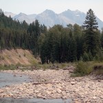 Wildlife will need ‘room to roam’
