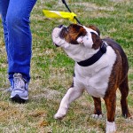 Playpen supporting Yellow Dog Project
