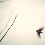 Listening for Meadowlarks