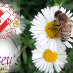 Daisy Day at Casey’s Greenhouse