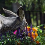 Options available to minimize deer damage: city says