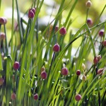 One World Garden Workshops start June 11
