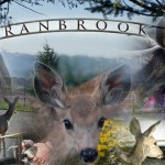 The quandary with urban wildlife