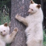 White bears back in Elkford