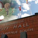 City reminds about Deer Feeding Prohibition Bylaw