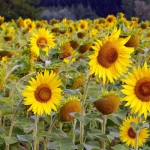 Obituary for Grace Ethel Rosina Hale