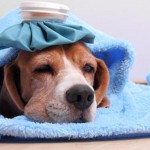 Unique emergency training aimed at pet services
