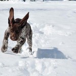 Rise in dogs running at large complaints