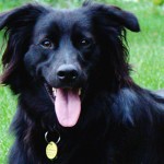 Residents reminded to license dogs
