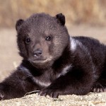 Grizzly study sheds light on bear numbers