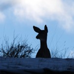 District releases final update on deer cull