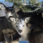 Elkford’s urban deer harvest update